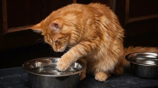 Proč kočky máčí tlapky ve své misce s vodou?